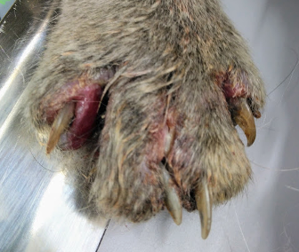 猫の足先のアレルギー性皮膚炎の症例