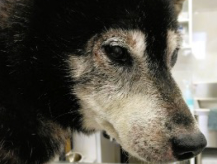 慢性アレルギー・犬アトピー性皮膚炎の症例