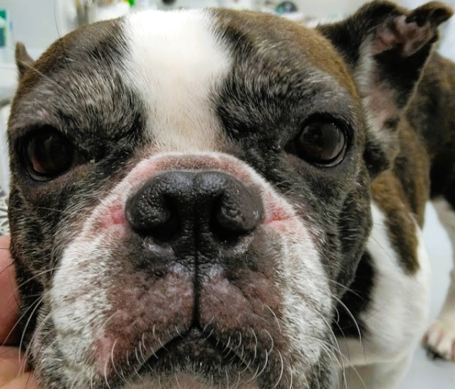 膿皮症と慢性アレルギーの症例