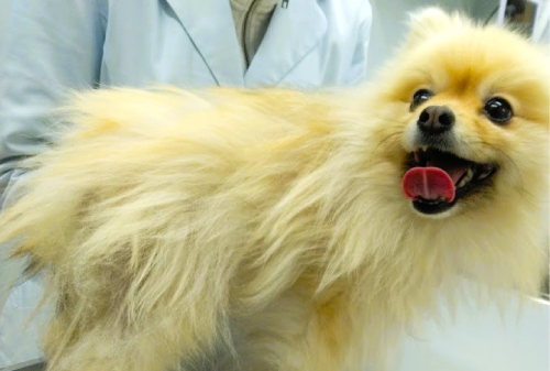 毛周期停止（ポメラニアン脱毛症・アロペシアX）の症例