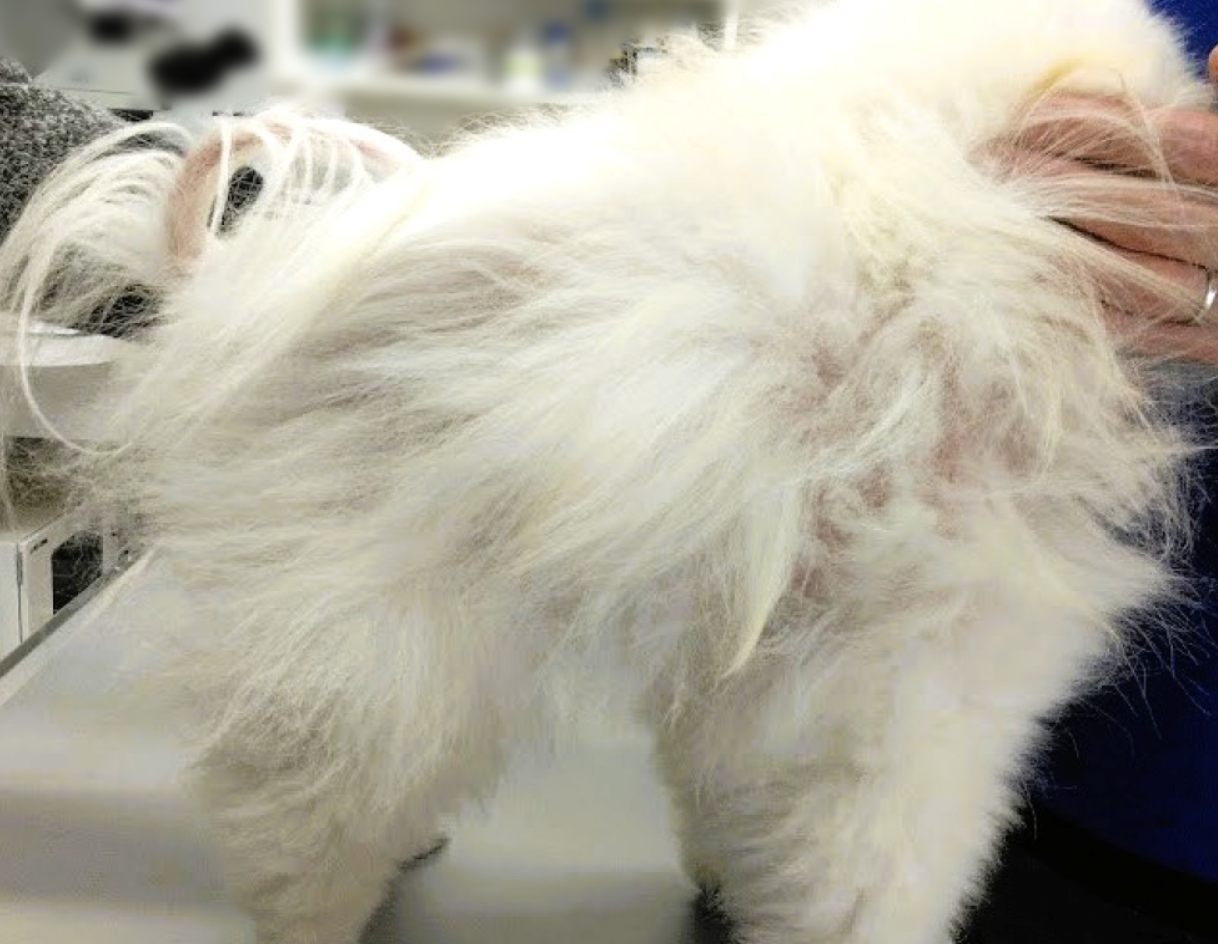 毛周期停止（ポメラニアン脱毛症・アロペシアX）と甲状腺機能低下症